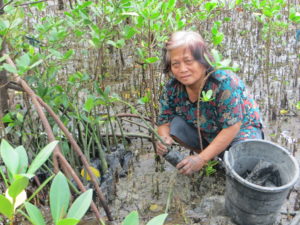 Planting mangroves