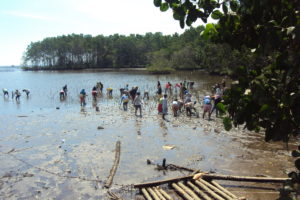 Local residents help plant mangroves