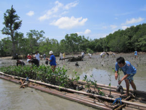 Great mangrove action 2017