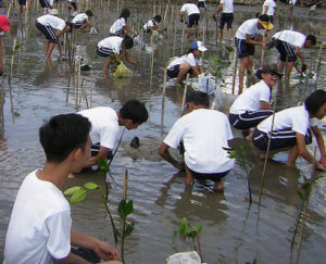 mangroven donation